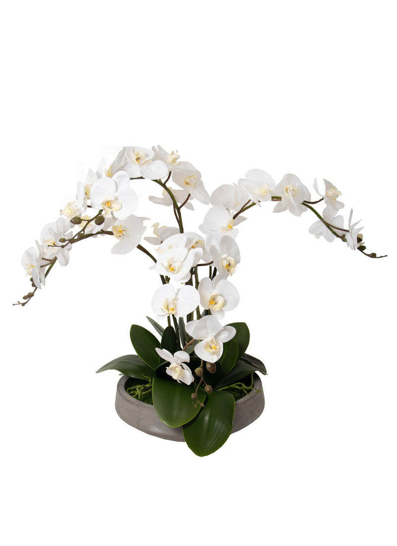 24" Orchid Display